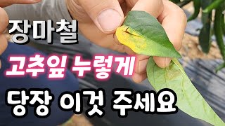 장마철 고추잎 누렇게 변하면 지금 당장 이것 처방해야 ?