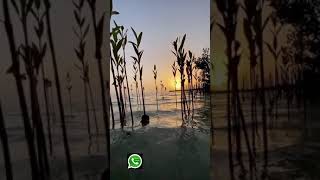 Download lagu Vaanam chaayum|Anarkali Song |Beautiful Sunset WhatsappStatus Video. mp3 Download lagu Vaanam chaayum|Anarkali Song |Beautiful Sunset WhatsappStatus Video. mp3
