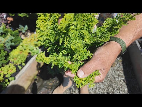 All About Chamaecyparis – Hinokis, Alaska Weeping Cedars and more!