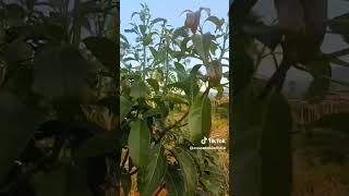 Download lagu bismillah semoga menjadi investasi sedekah oksigen amin  #alpukat  #pertanian #shorts mp3