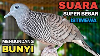 Download lagu Perkutut Lokal Gacor Suara Kung Besar Pancingan Burung Perkutut Agar Bunyi. mp3 Download lagu Perkutut Lokal Gacor Suara Kung Besar Pancingan Burung Perkutut Agar Bunyi. mp3