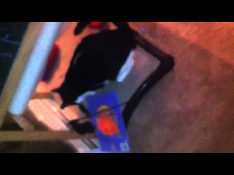 My cats greeting me after work