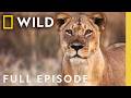 Nature S Most Wanted Full Episode World S Deadliest Nat Geo Animals