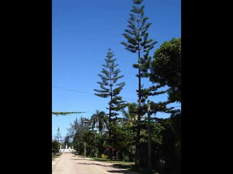 JOE TU'ILATAI MATAELE AND HIS ISLANDERS-FUIVA TANGI HE HALAPAINI