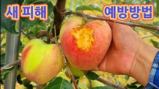 새(조류) 피해 예방방법/새 퇴치 방법