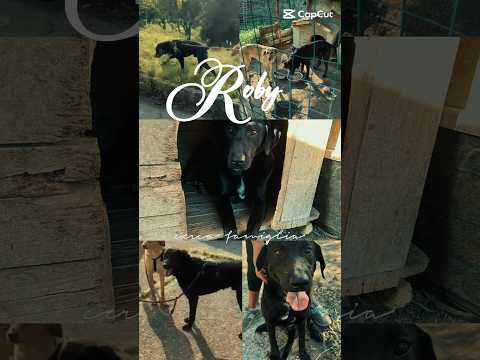Regalo Roby Splendido Giovane Simil Labrador Cerca Casa 