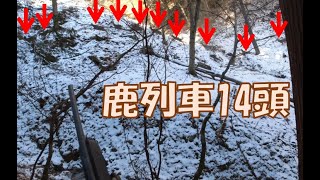 【狩猟動画】鹿列車2022