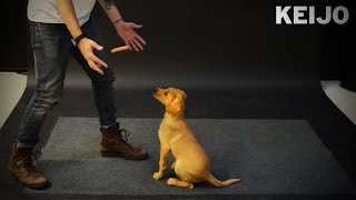 Смотреть онлайн Реакция собак на летающую сосиску