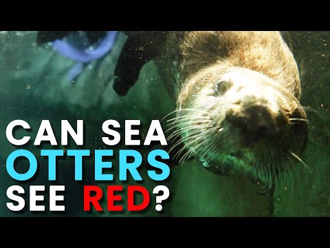 海獺是色盲嗎？海洋生物學家解釋！ (Are Sea Otters Colorblind? A Marine Biologist EXPLAINS!)