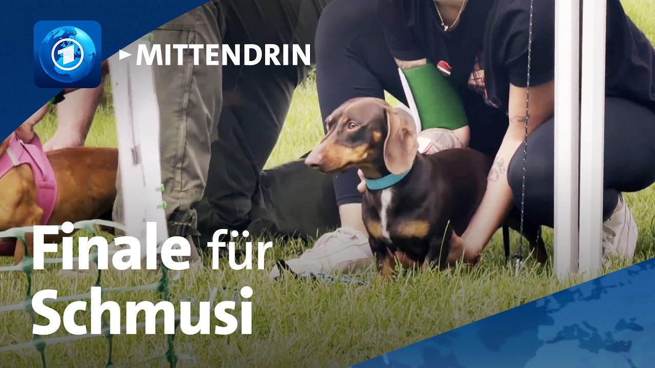 Magdeburg: Ein Dackel kämpft um den Titel | tagesthemen mittendrin