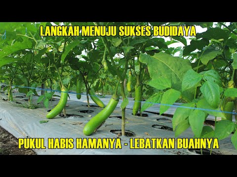 , title : 'LANGKAH - LANGKAH SUKSES BUDIDAYA TERONG'