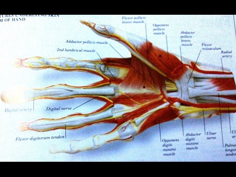 Infections Of Hand
