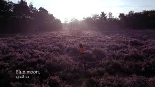 Blue moon x Pink Martini.