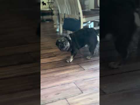 Video 3