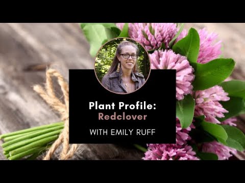 Plant Profile: Red Clover with Emily