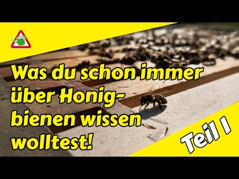 Bienen hautnah | Imkern | Einführung | Grundwissen