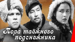 Пора таежного подснежника (1958)