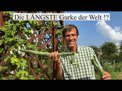 , title : 'Die 1,5 Meter lange Schlangenhaar-Gurke 🥒😲 Gemüseraritäten im Portrait Teil 1'