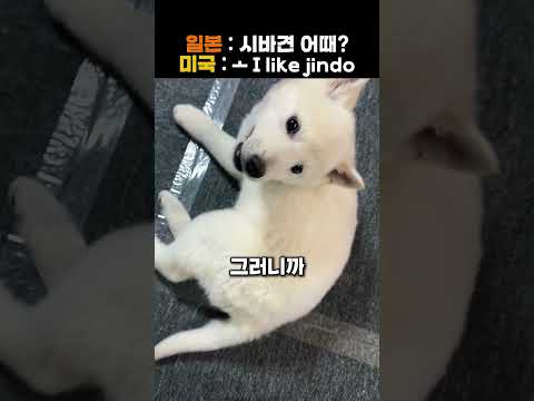 현재 미국에서 한국 진돗개를 많이 키우는 이유