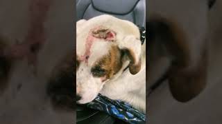 Our sweet Vaughn diagnosed with hemorrhagic gastroenteritis Our sweet Vaughn diagnosed with hemorrhagic gastroenteritis