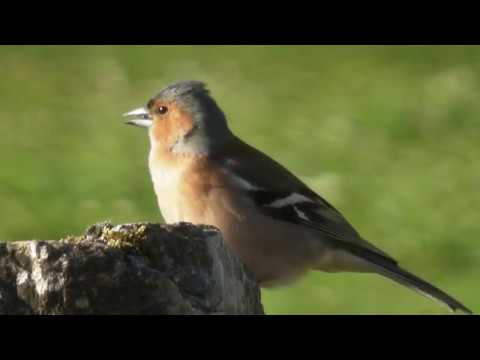 Pinzón vulgar ( Fringilla coelebs ) Chaffinch