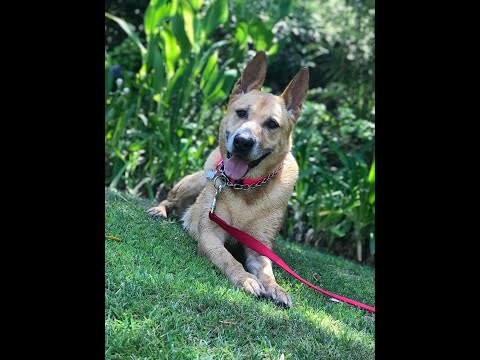 "Tinker von Tessin+, an adopted German Shepherd Dog Mix in Los Angeles, CA_image-1