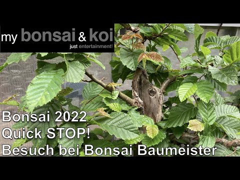 Bonsai 2022-29 - Quick STOP! - Besuch bei Bonsai Baumeister