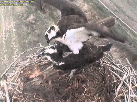 Osprey Mating