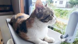 三毛猫フミ姫　誕生日プレゼントで寛ぐ姫様😽