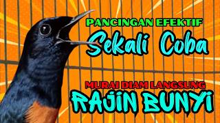 Download lagu Pancingan PAGI-PAGI AGAR MURAI GACOR❗sekali coba murai DIAM langsung bunyi mp3 Download lagu Pancingan PAGI-PAGI AGAR MURAI GACOR❗sekali coba murai DIAM langsung bunyi mp3