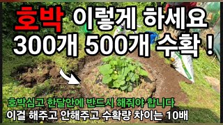 호박심고 한달안에 이것! 3가지를 해주면 원하는대로 최대 천개까지 ! 수확합니다 ~ #호박키우기 #호박재배 …