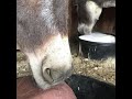 Donkey Lick