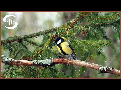 4 Stunden Ruhe im Wald - Vogelgesang Naturgeräusche - Vogelgezwitscher