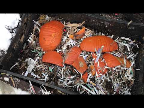 Outdoor worm bin check in 12/30/20 part 2