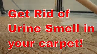 How To Get Rid Of Urine Smell In Carpet [Detailed Guide]