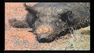 preview picture of video 'Australia My First Wild Pig Shot With A 303 Rifle At Walgett Northern New South Wales'