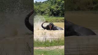 Download lagu Chi Herl such a energetic elephant ❤️🐘😍 #elephant #keffamily #babyelephant #kef #chimean mp3 Download lagu Chi Herl such a energetic elephant ❤️🐘😍 #elephant #keffamily #babyelephant #kef #chimean mp3
