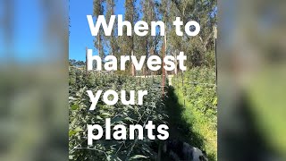 Croptober 1: How to tell if your plant is ready to harvest