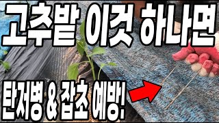 고추밭에 이것 하나면 탄저병과 제초제없이 잡초 한방에 해결! 가장 편한 친환경농법