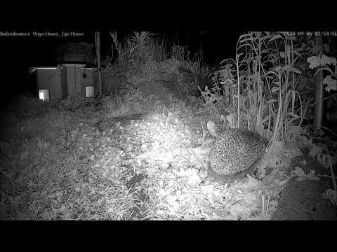 Igel: Big Brother is watching you! 06.09.2020