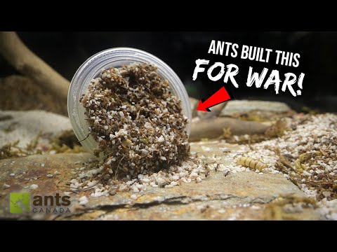 FIRE ANTS vs. BLACK ANTS: Another Ant War