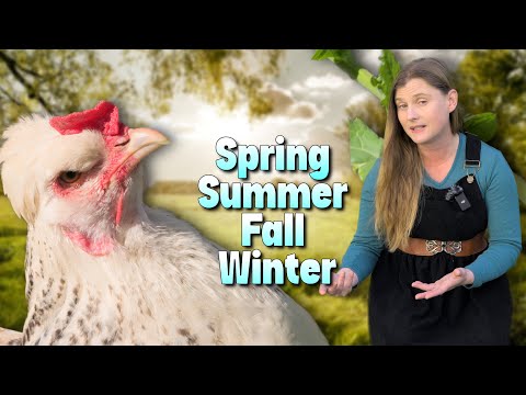 Chicken Nutrition Through the Seasons | Complete Year-Round Feeding Guide