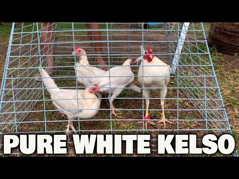 Pure White Kelso ADA FARM | Beautiful White Birds