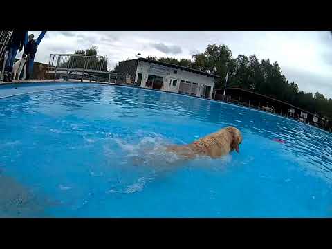 Nasser Spaß: Hunde schwimmen im Homberger Freibad