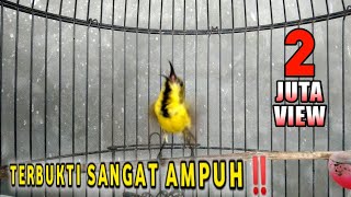 Download lagu CUKUP 1 MENIT SOGON MANAPUN BAKALAN NYAUT DAN IKUT... mp3