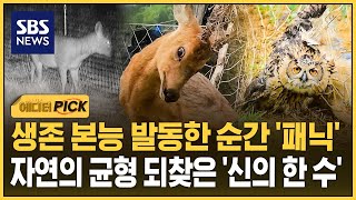 생존 본능 발동한 순간 '패닉'..자연의 균형 되찾은 '신의 한 수' (에디터픽) / SBS