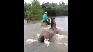 Amazing moment horses are rescued during Hurricane Harvey flooding