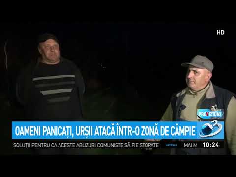 Stare de alertă într-o comună din Bistrița-Năsăud. Localnicii sunt atacați noapte de noapte d