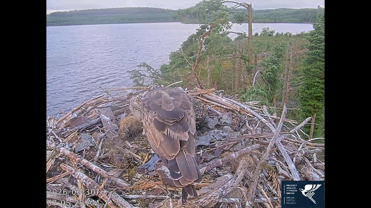 Live webcam view of Águilas Pescadoras Anidando en Llyn Brenig