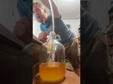 tasting my metheglin (spiced mead)